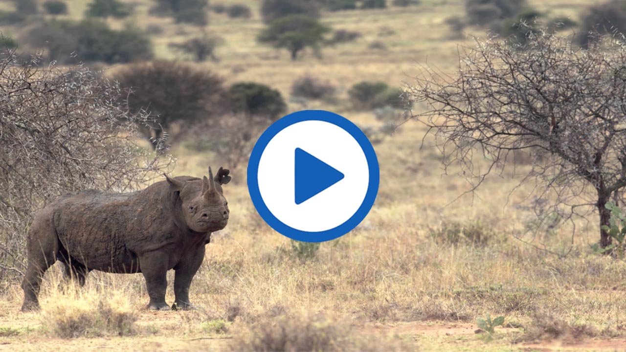 A Hidden Treasure: Protecting the Rhinos of the Chyulus